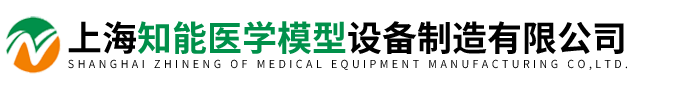 上海知能醫學模型設備制造有限公司